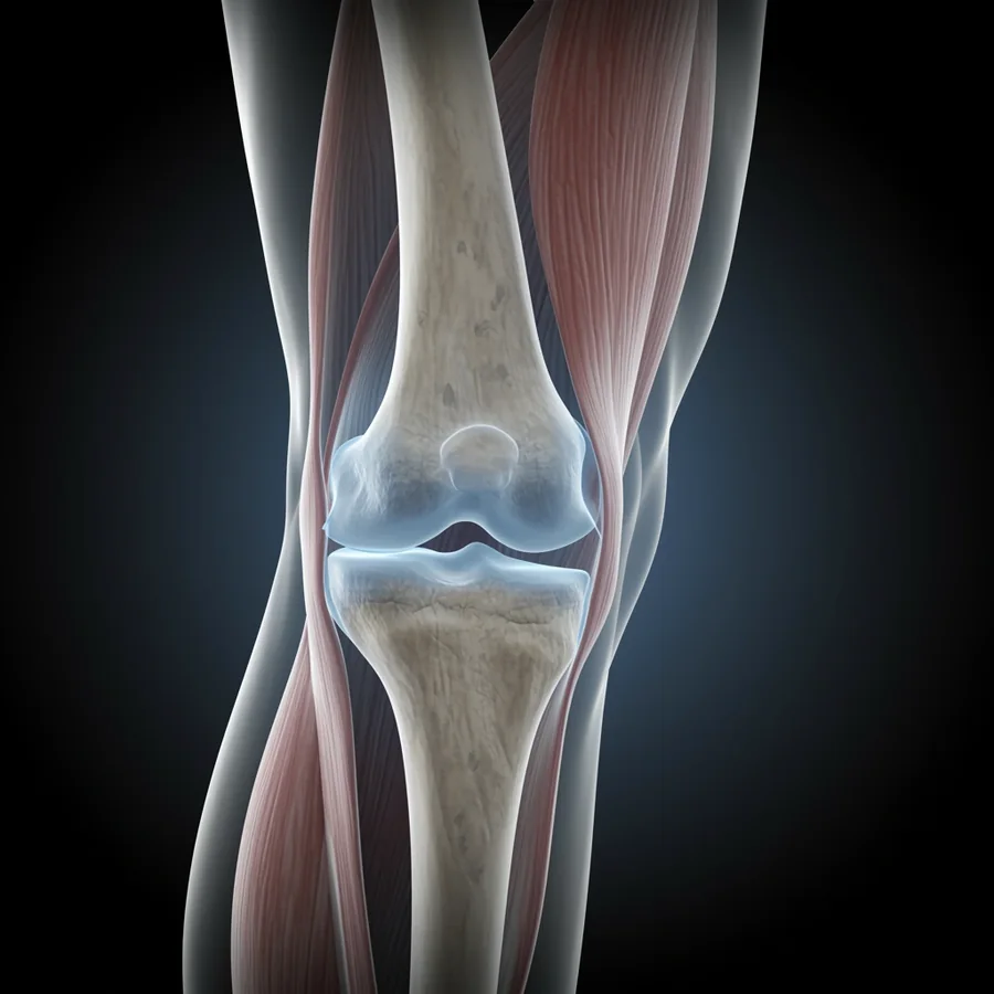 Cross-section render of knee joint anatomy showing bone, cartilage and surrounding muscle